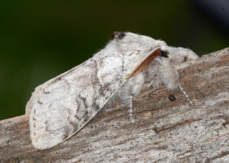 Lymantriidae Calliteara pudibunda ?